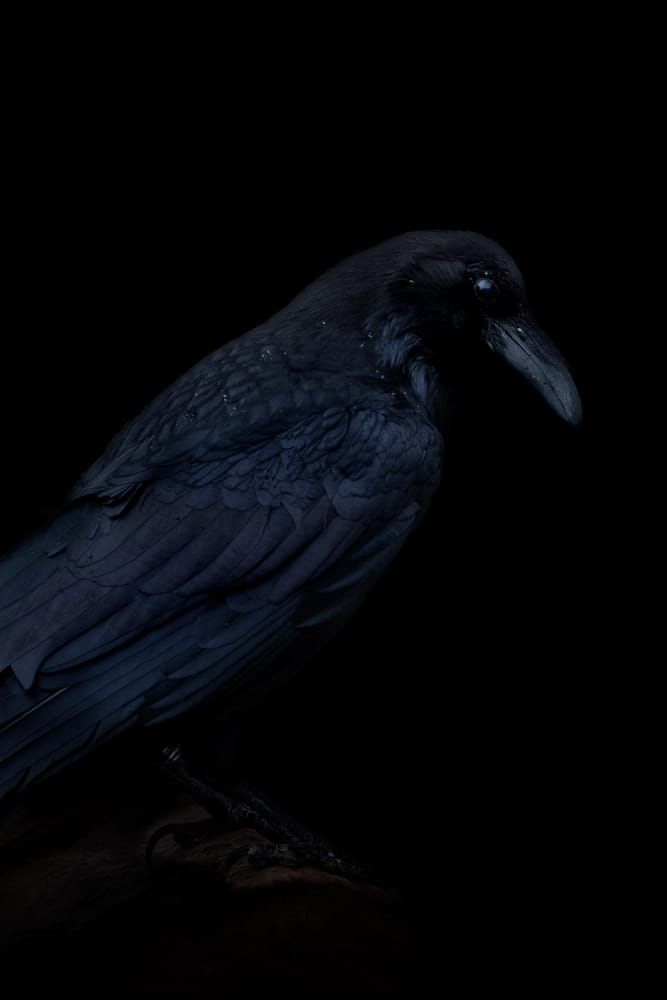 Edgar Art | Wildeye Photography