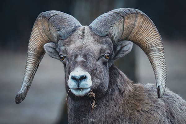 Quiet Intensity Art | Wildeye Photography