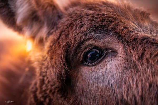 Christmas Day Donkey Art | Wildeye Photography