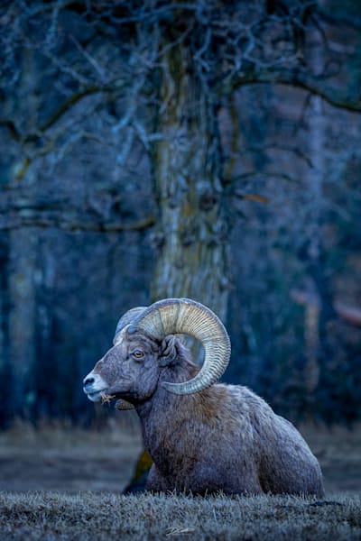 The Totem Art | Wildeye Photography