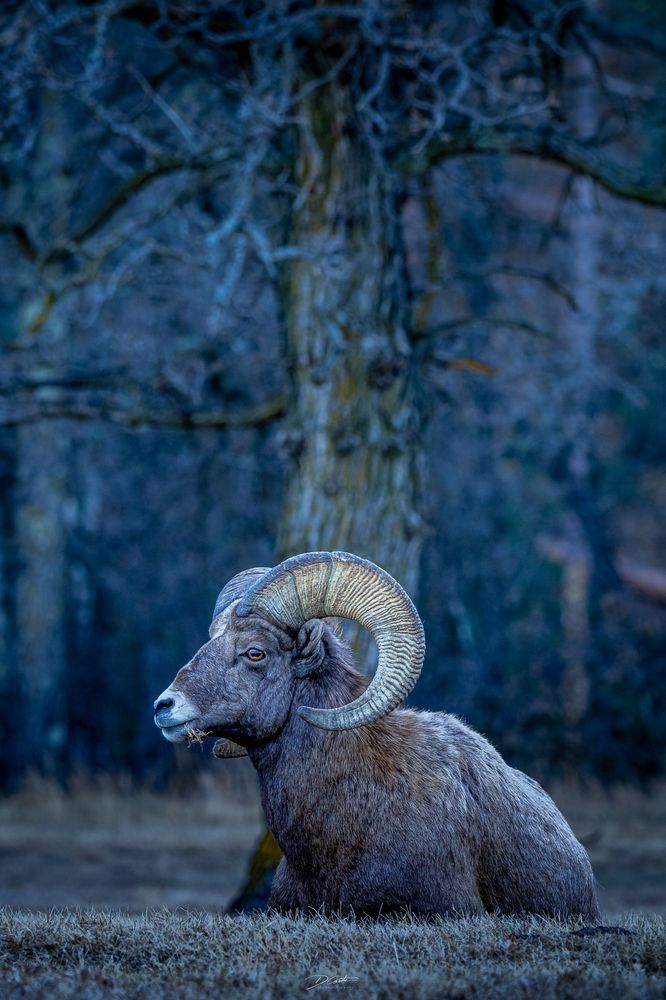 The Totem Art | Wildeye Photography