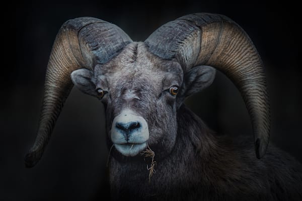 Cam Art | Wildeye Photography