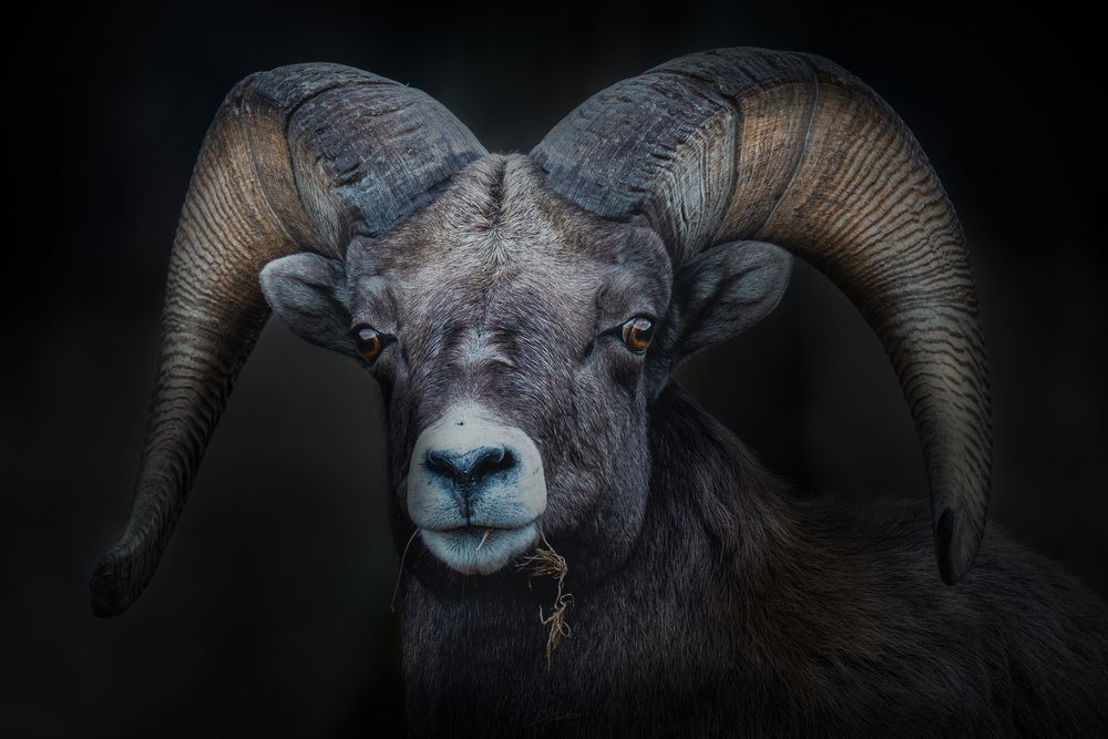 Cam Art | Wildeye Photography