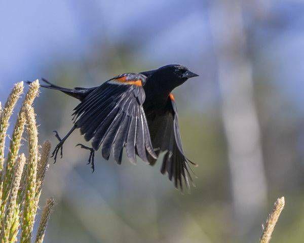 Red Wing Blackbird - Takeoff