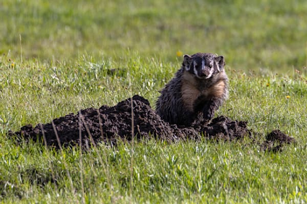 Busy Badger