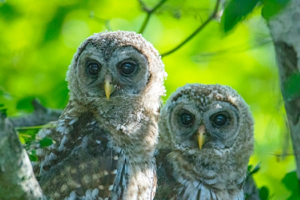 Barred Twins Portrait