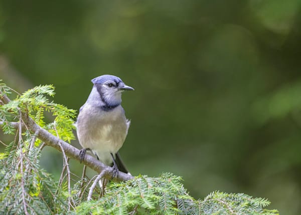 Blue Jay
