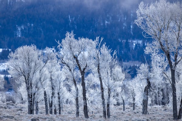 Frozen Morning