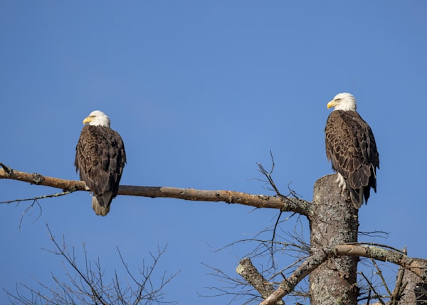 Eagle Pair
