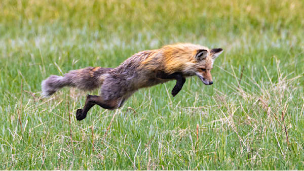 Jump