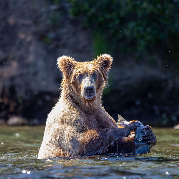 Bears