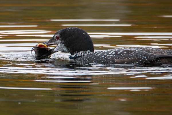 Loon with Bullhead