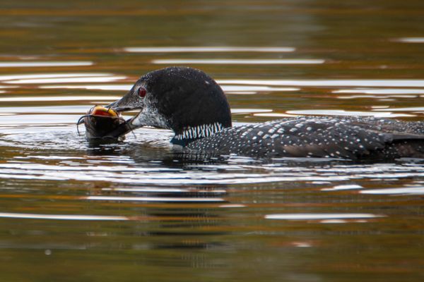 Loons