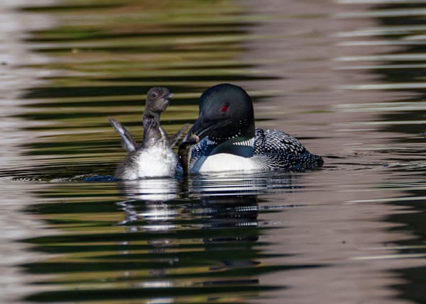 Loon Baby Flex