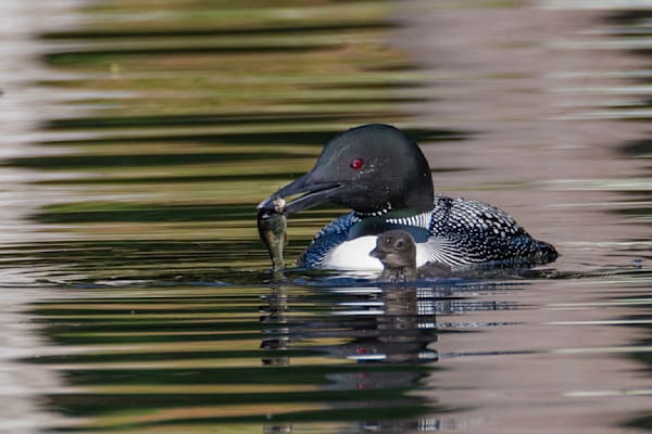 Loon Feeding Time