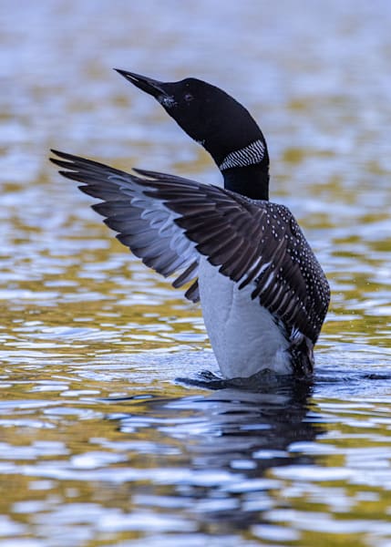 Loon Flex