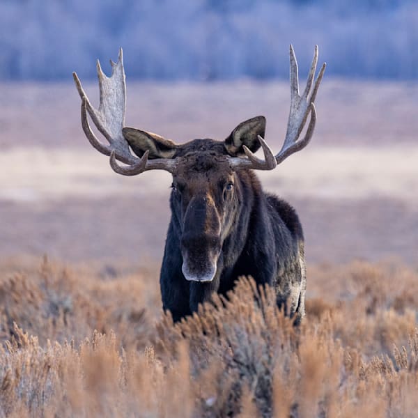 Moose Stare