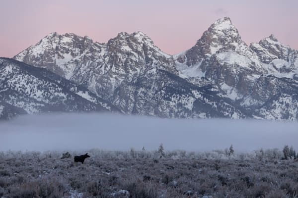 Tetons with Moose