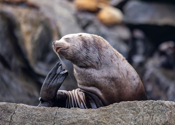 Sea Life