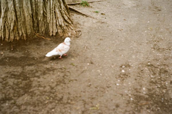 Bird Art | sl,ut lake city
