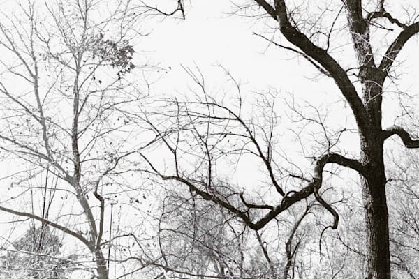 Tree #2 Art | sl,ut lake city