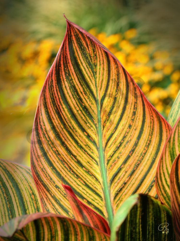 Glowing Leaves Photography Art | RMaging Gallery Associates