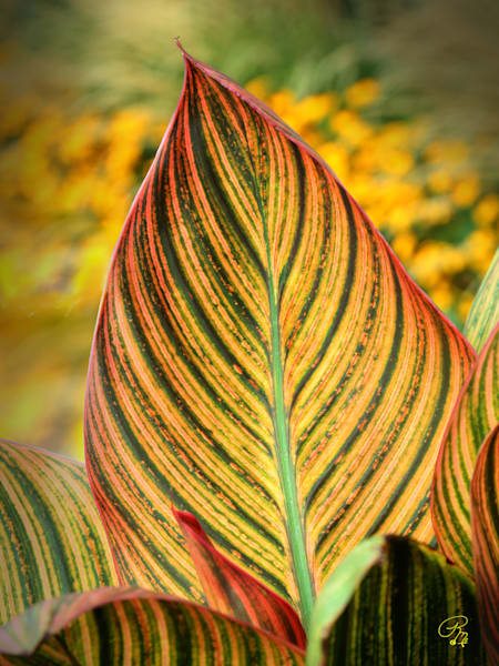 Glowing Leaves Photography Art | RMaging Gallery Associates