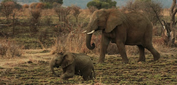 Elephant Momma Photography Art | RMaging Gallery Associates
