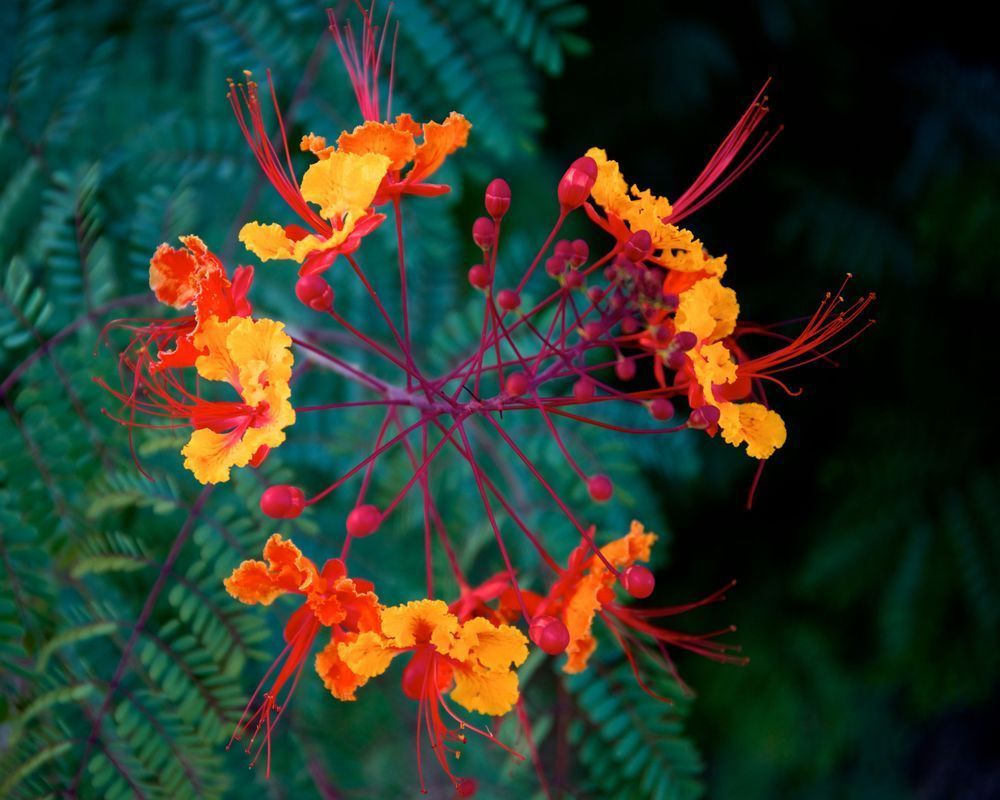 Ring Of Fire Photography Art | RMaging Gallery Associates