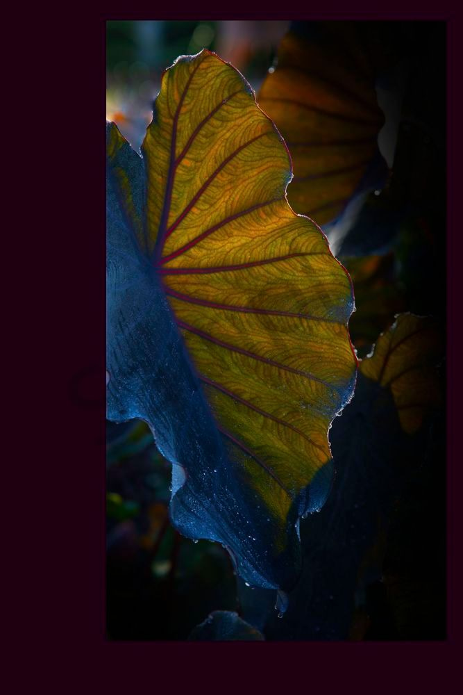 Morning Leaf Photography Art | RMaging Gallery Associates