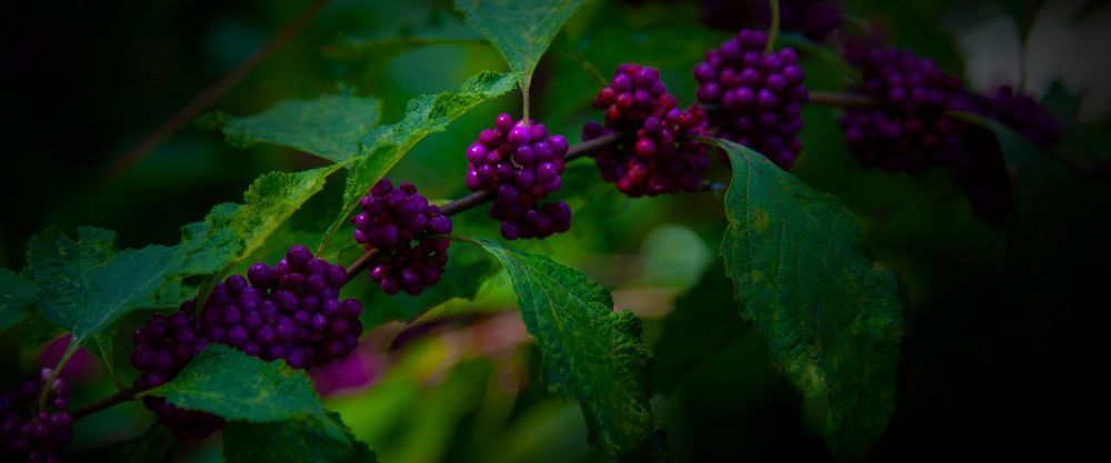 Purple Berries #1 Photography Art | RMaging Gallery Associates