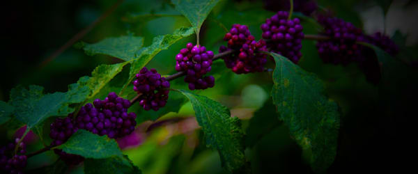 Purple Berries #1 Photography Art | RMaging Gallery Associates