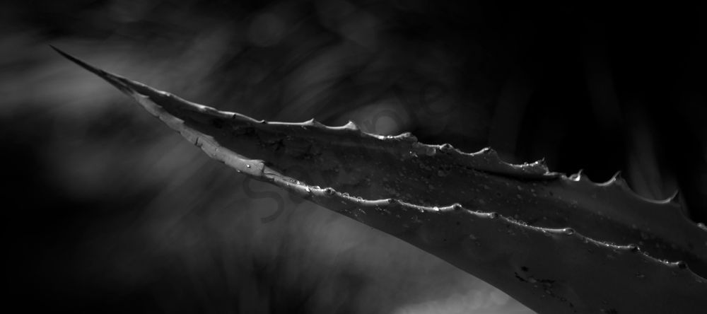 Succulent Reach Photography Art | RMaging Gallery Associates
