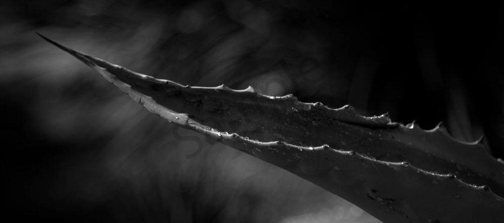 Succulent Reach Photography Art | RMaging Gallery Associates