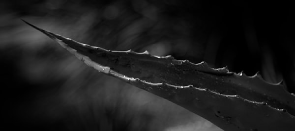 Succulent Reach Photography Art | RMaging Gallery Associates