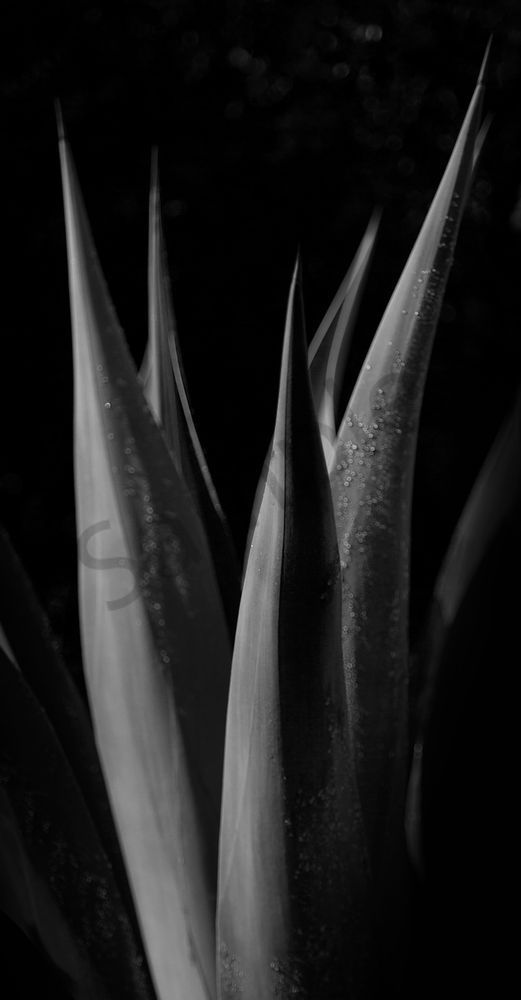 Succulent Fingers