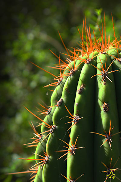 Rgv Cactus Photography Art | RMaging Gallery Associates