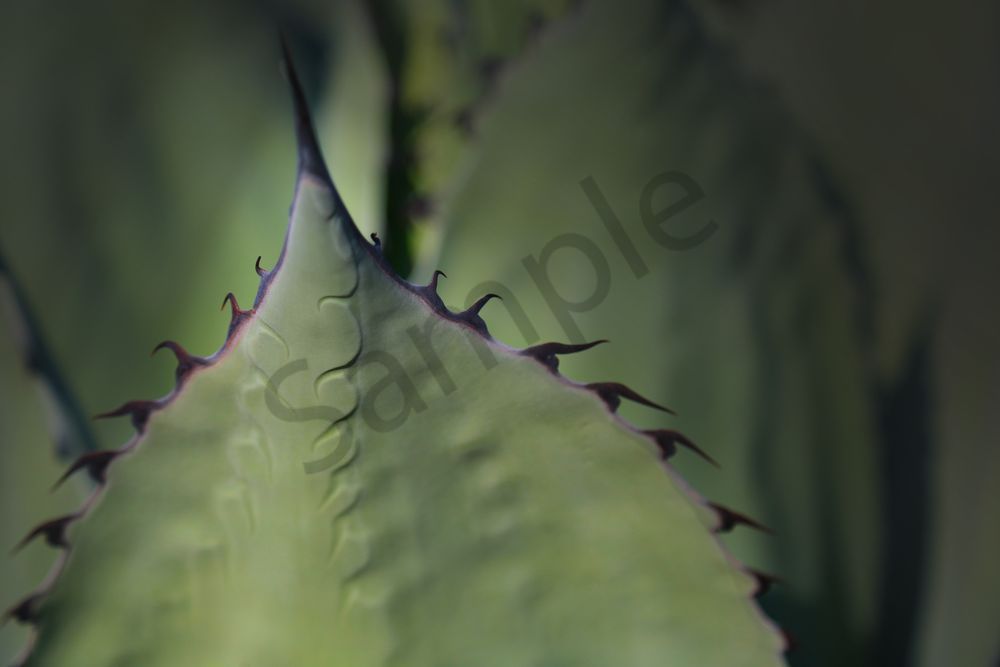 Succulant Points Photography Art | RMaging Gallery Associates