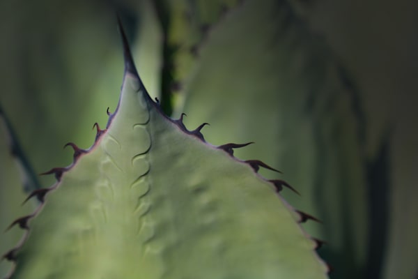 Succulant Points Photography Art | RMaging Gallery Associates