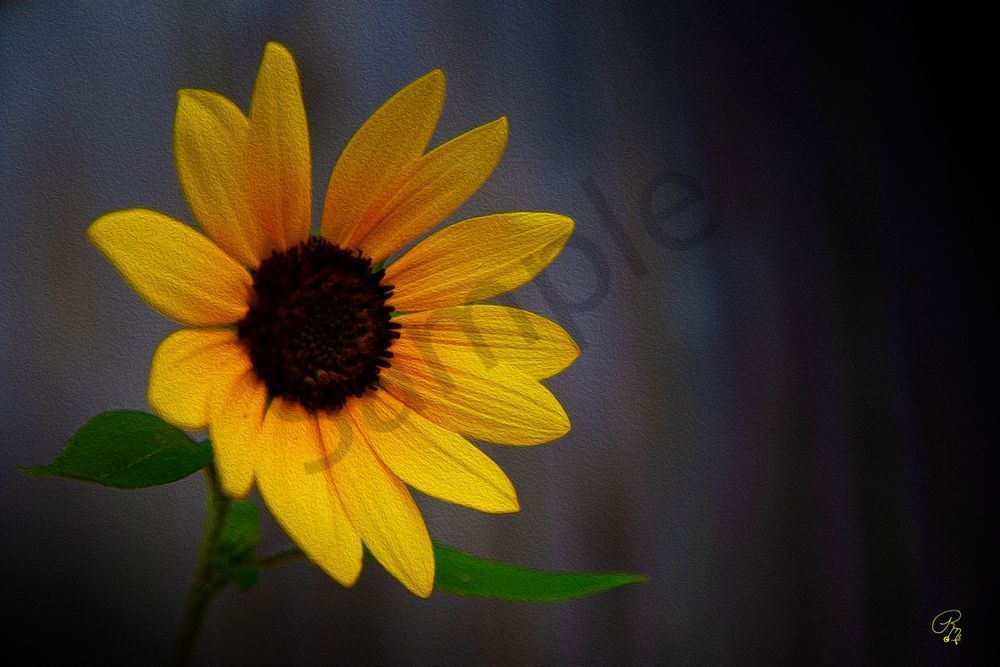 Painted Daisy Texture Photography Art | RMaging Gallery Associates