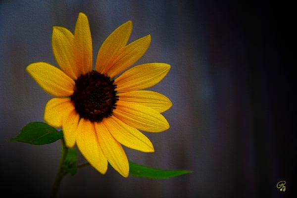 Painted Daisy Texture Photography Art | RMaging Gallery Associates