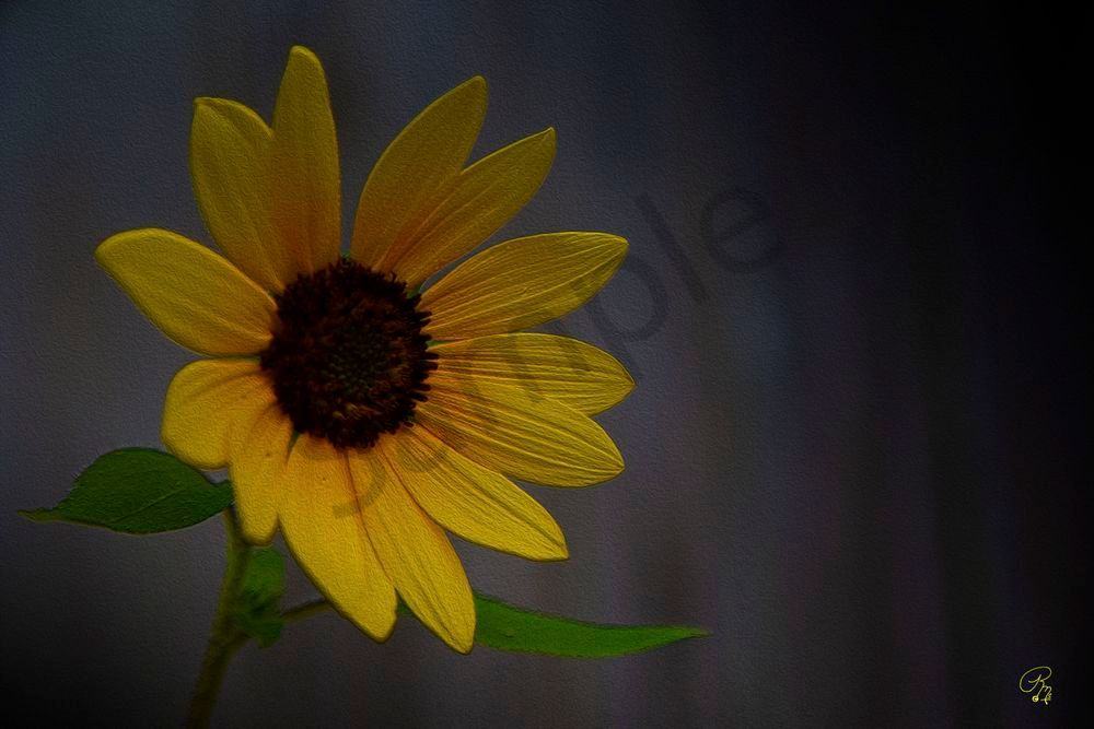 Painte Daisy Photography Art | RMaging Gallery Associates