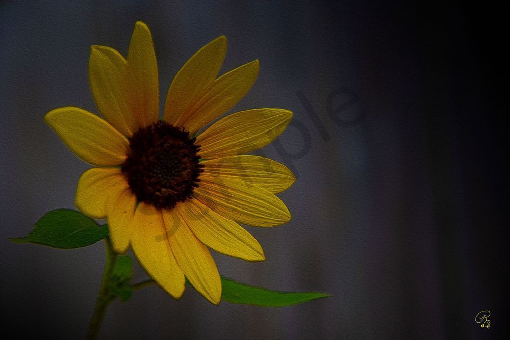 Painte Daisy Photography Art | RMaging Gallery Associates