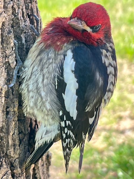 Woodpecker Photography Art | Blaise Auberson