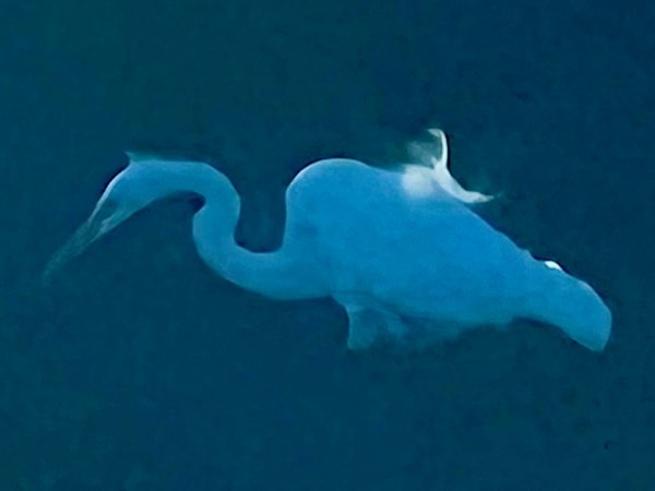 Heron Photography Art | Blaise Auberson