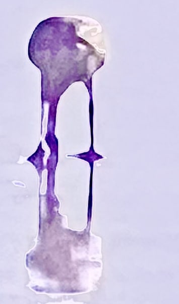 Purple Sand Piper Photography Art | Blaise Auberson