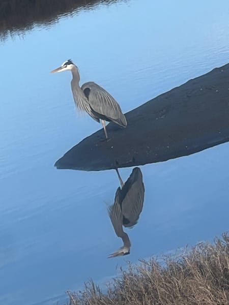 Egret Photography Art | Blaise Auberson