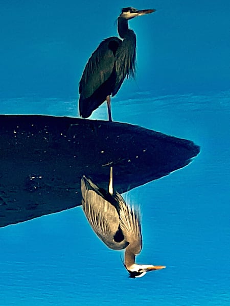 Egret Photography Art | Blaise Auberson