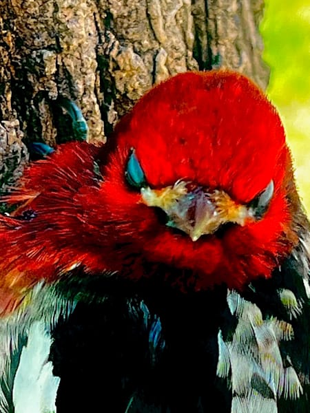 Woodpecker Photography Art | Blaise Auberson