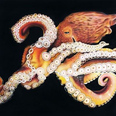 
        <div class='title'>
          octopus
        </div>
       